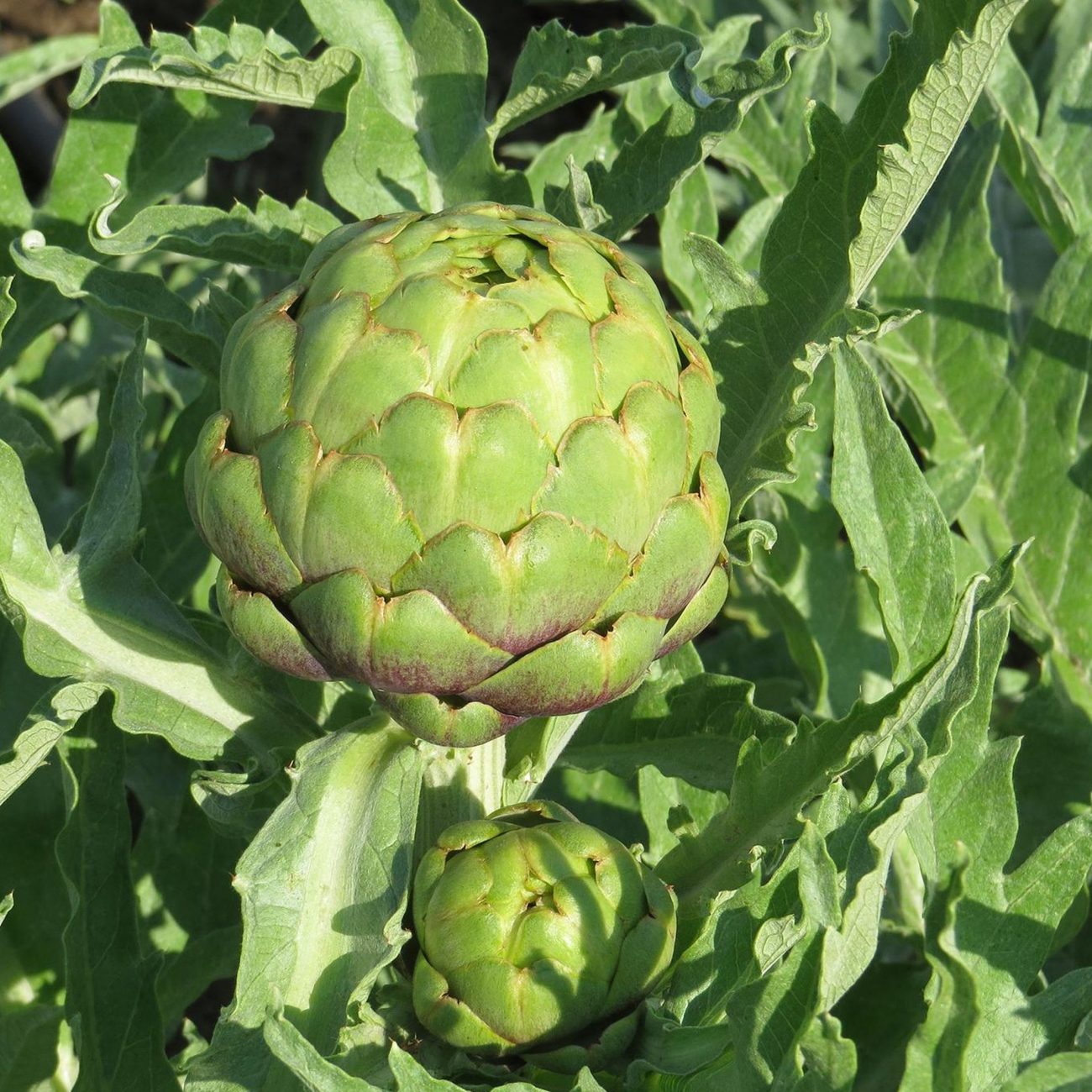 $1,000 Artichoke Hearts