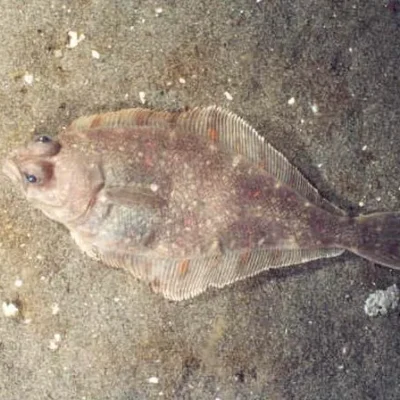 California Sand Dabs