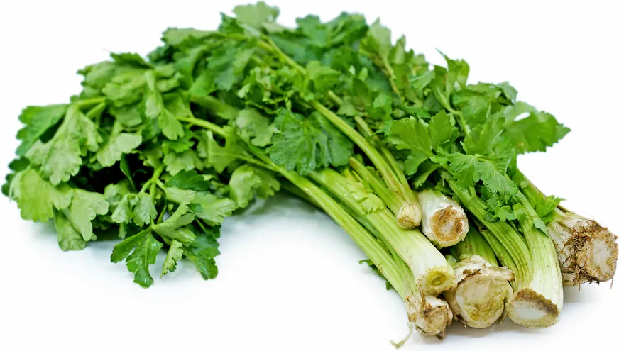 Chinese Celery