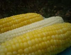 Corn On The Cob; Stays Hot And Fresh