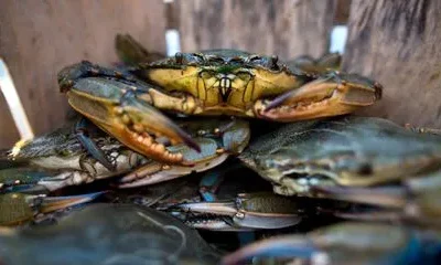 Delaware Bay Crab Cakes