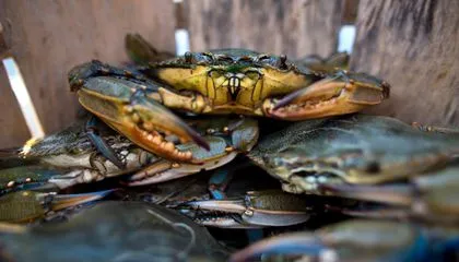 Delaware Bay Crab Cakes