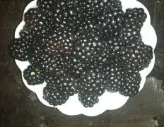 Frozen Blackberry Mousse