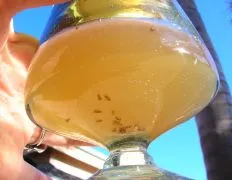 Fruit Fly/Gnat Trap