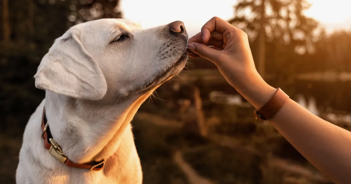 Good Doggie Dog Treats