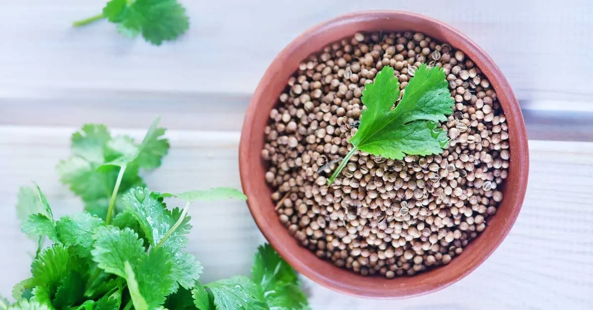 Ground Cilantro Coriander