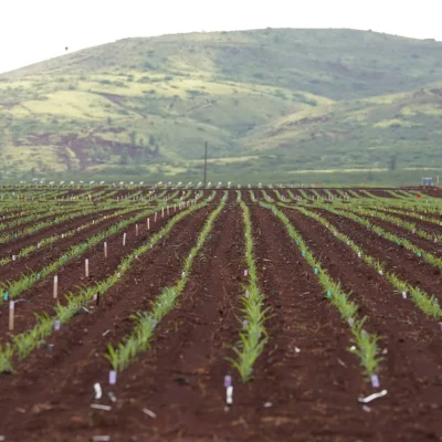 Hawaiian Corn