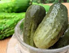 Homemade Sunshine-Infused Dill Pickle Recipe