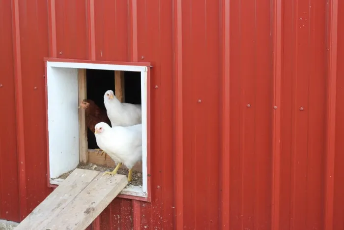 How To Make Chicken Fly