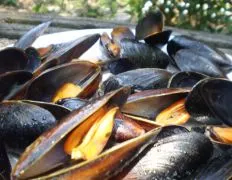 How To Perfectly Steam Fresh Mussels: A Simple And Flavorful Recipe