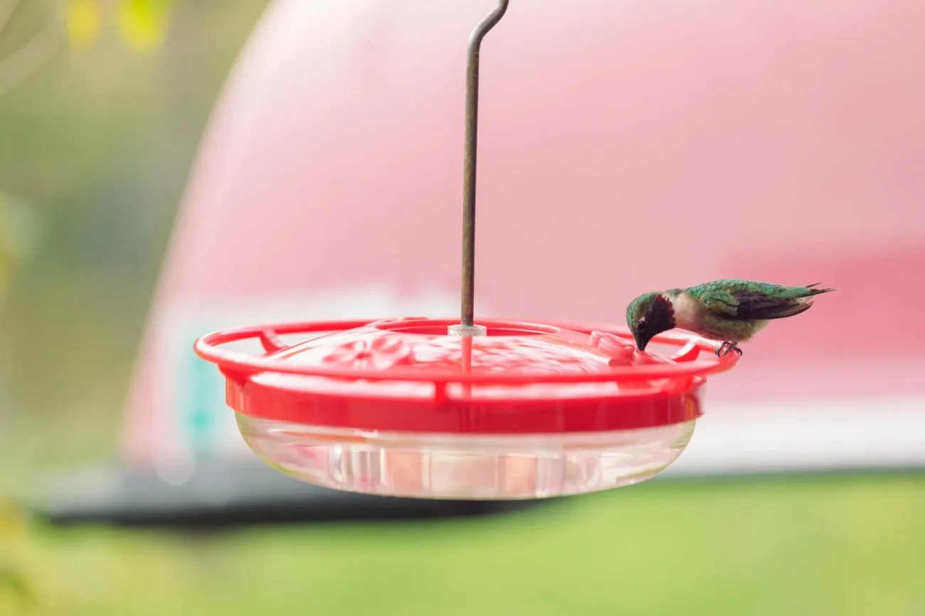Hummingbird Nectar