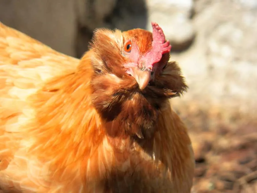 Key West Chicken