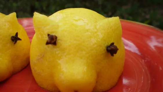 Lemon Pigs