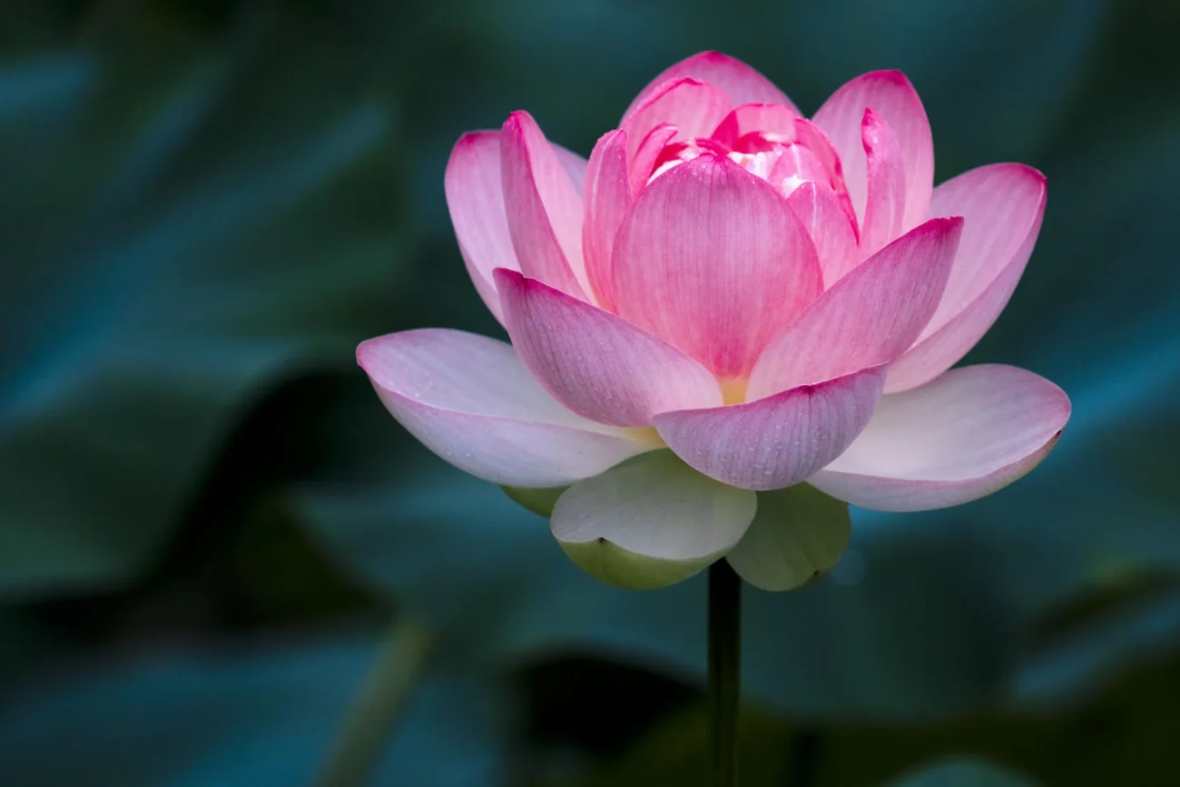 Lotus Flowers