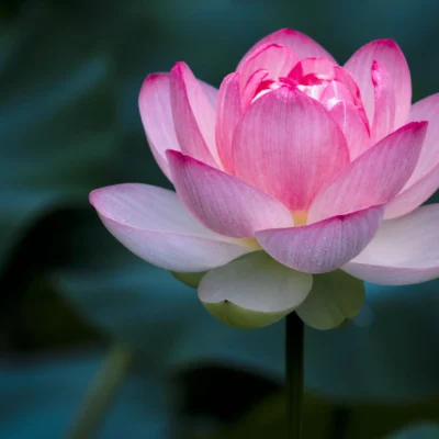 Lotus Flowers