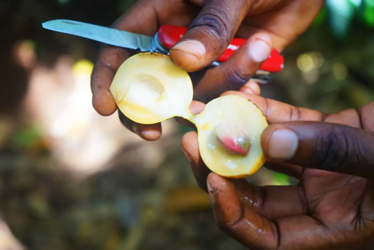 Mozambique-Style Swahili Ginger Milk Tea Recipe