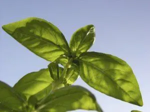 Muddled Basil Martini