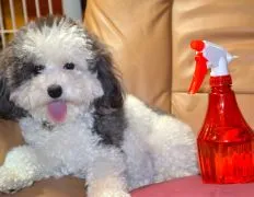 Natural Dog Shampoo -Flea Removal