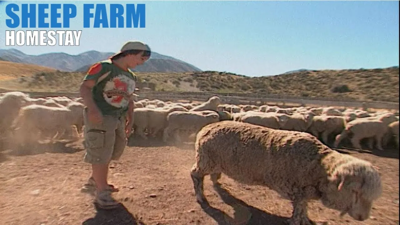 New Zealand High Country Sheep Station