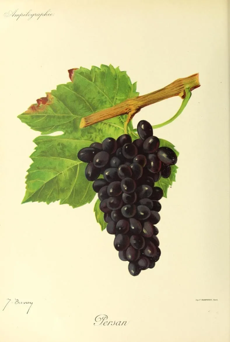 Persian Grapes