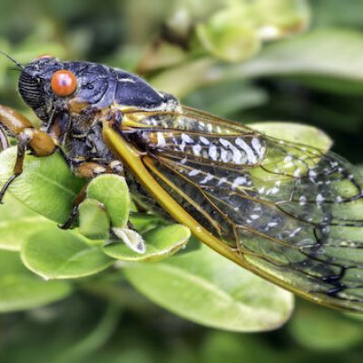 A Tasty Treat Of Cicadas!!