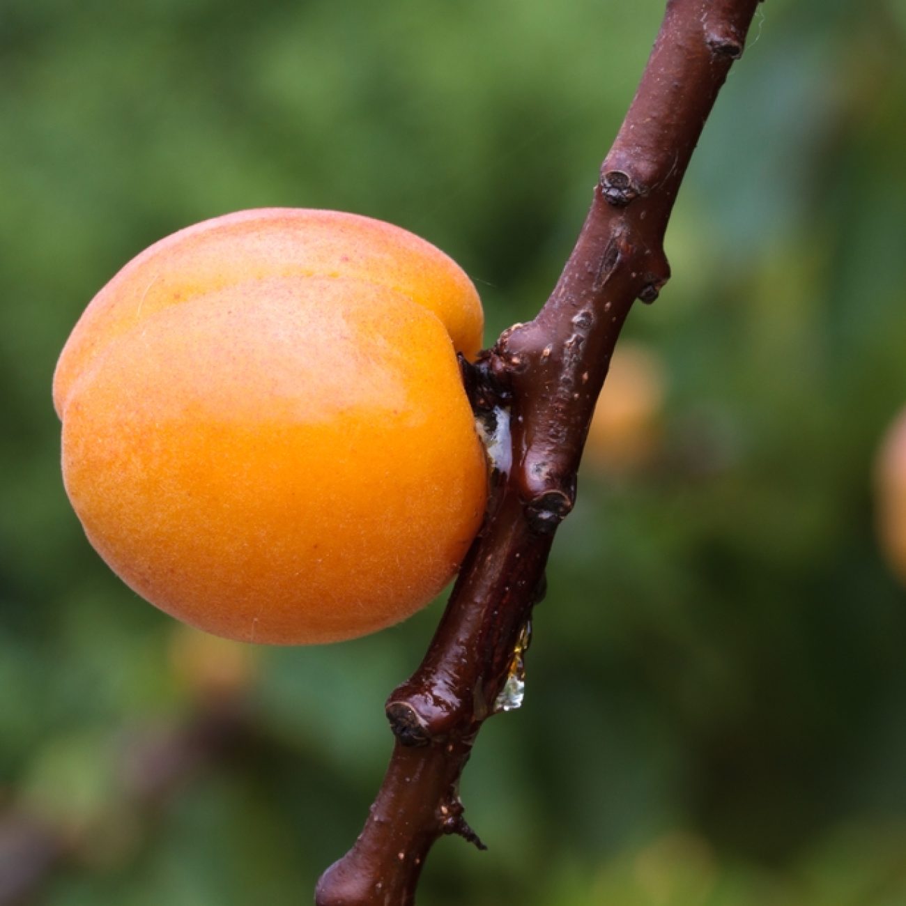 Annacias North Africa/Middle East Apricot And