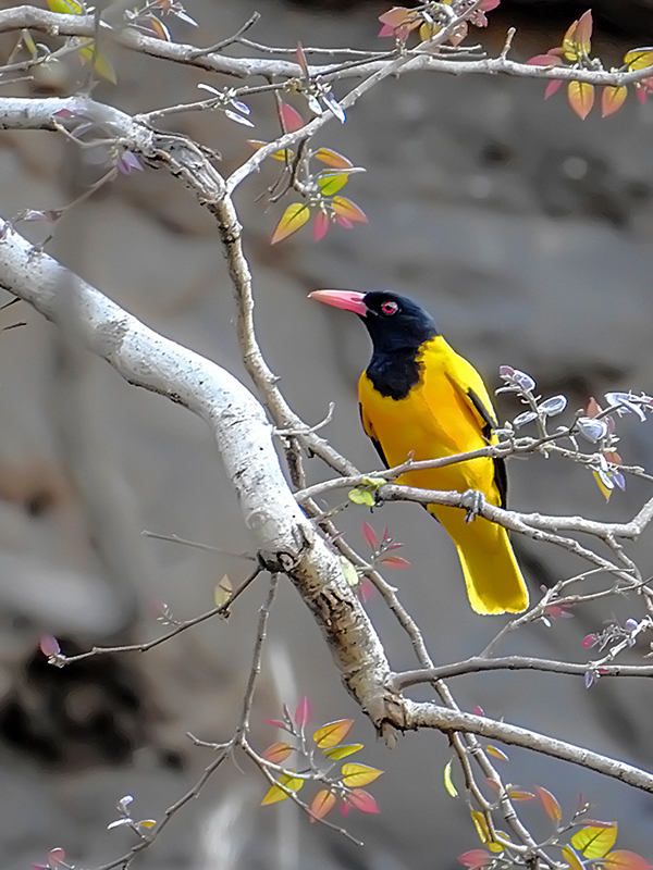 Bahama Yellow Bird