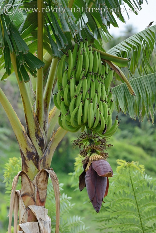 Bananas Caribbean