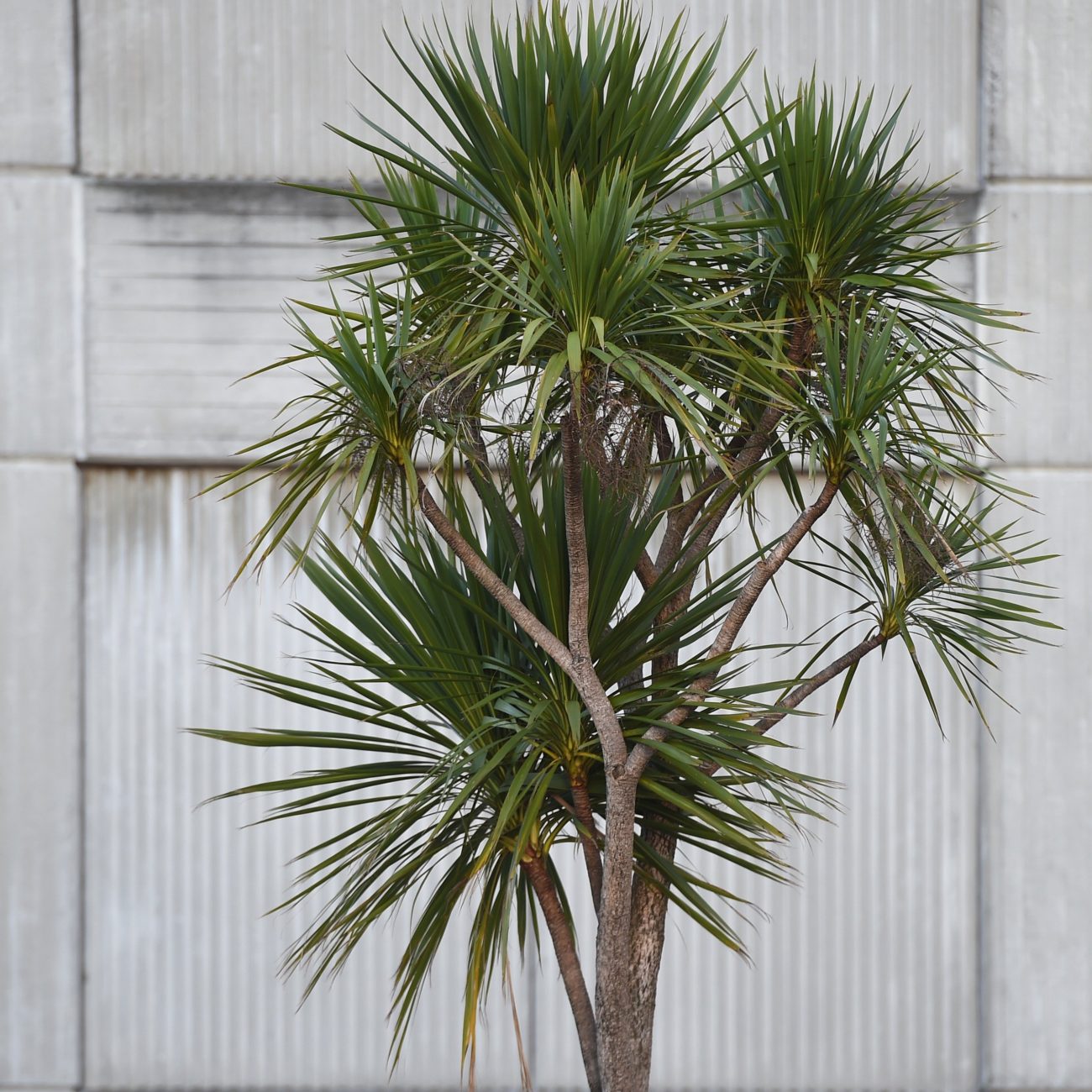 Cabbage Tree