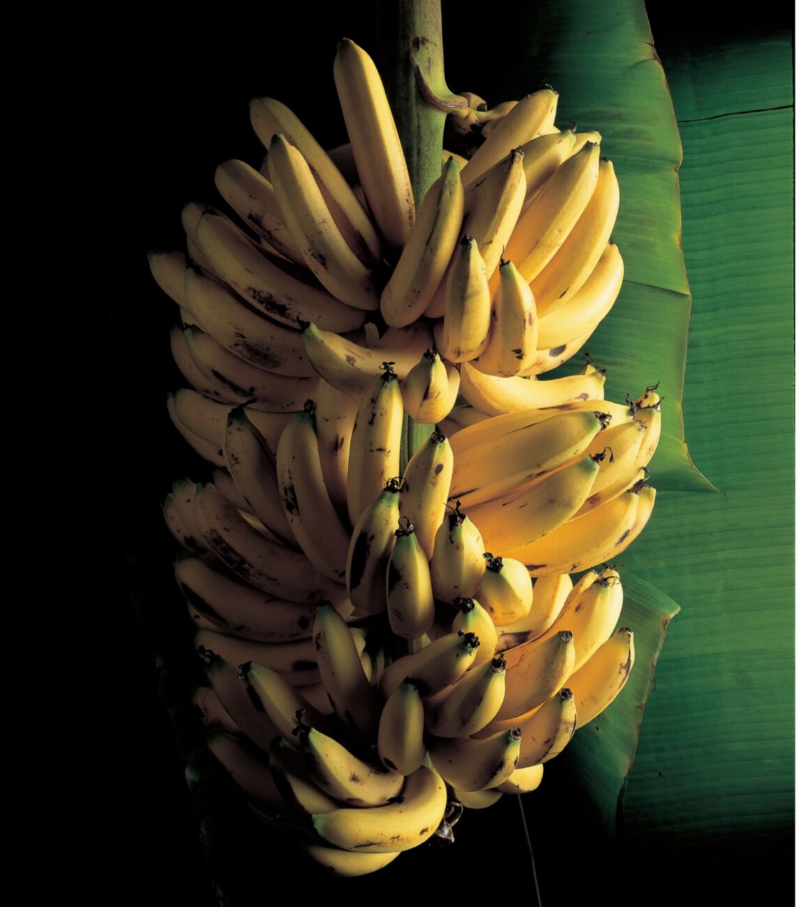 Caribbean Bananas