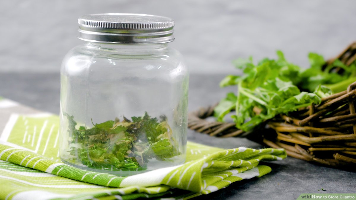 Cilantro –Proper Storage