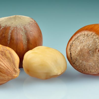 De-Skinning Filberts Hazelnuts