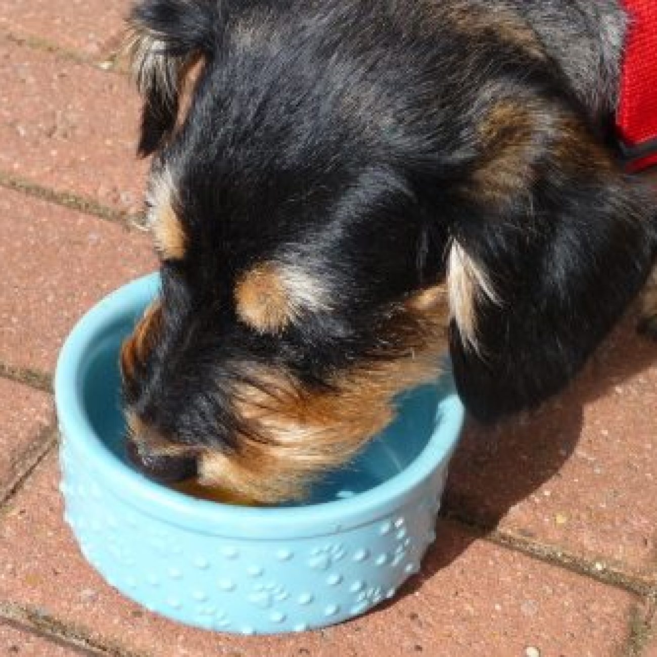 DIY Frozen Dog Treats: Tinker’s Cuddy Frosty Paws Recipe