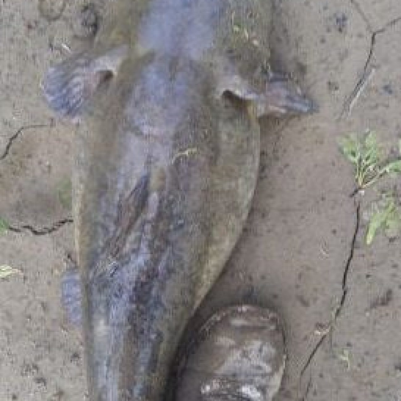 Egypt Ridge Catfish