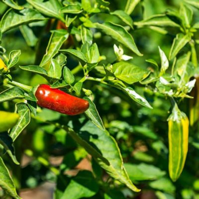 Fidels Revolutionary Chili