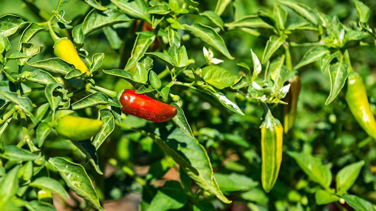 Fidels Revolutionary Chili