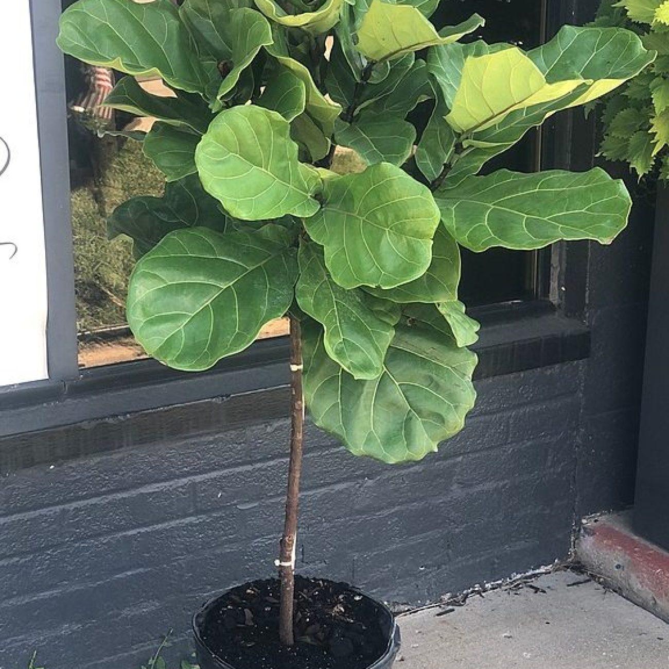 Fig Flowers