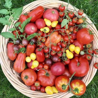 Frozen Garden Tomatoes For Winter Soups And