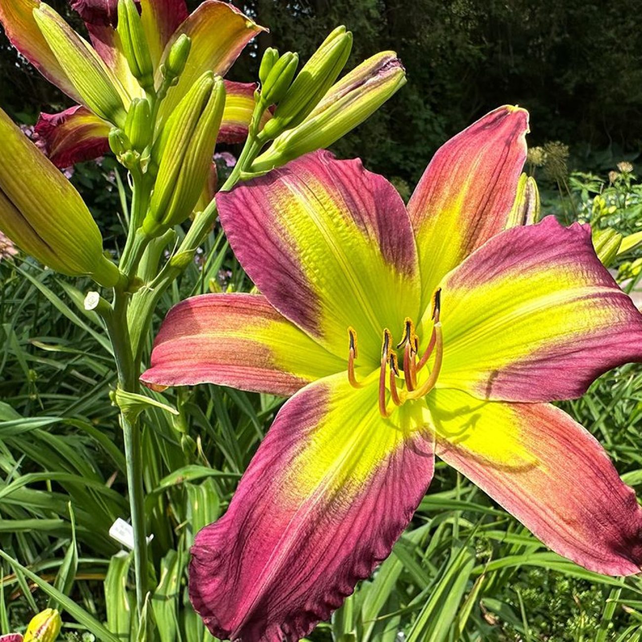 Garden Cottage Crunch