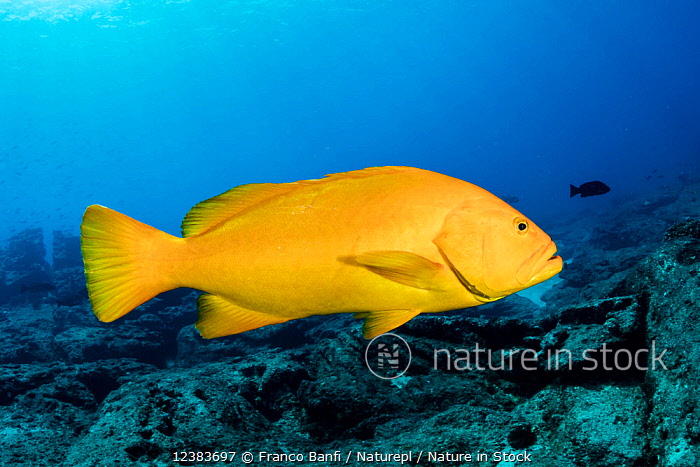 Golden Grouper