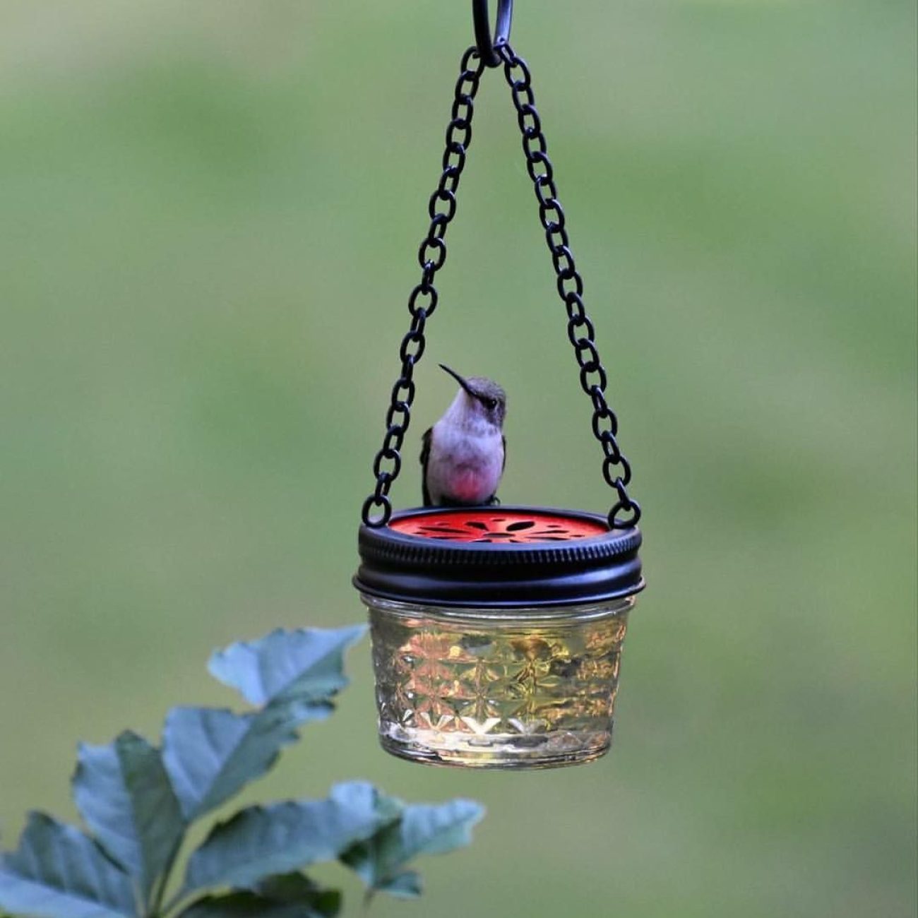 Hummingbird Food