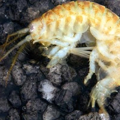 Killer Shrimp