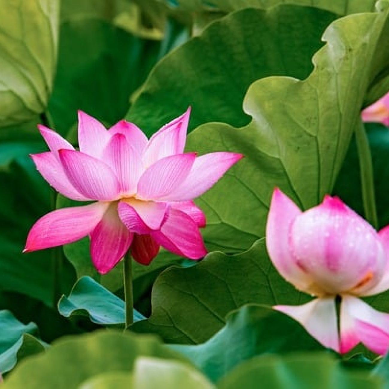 Lotus Flowers