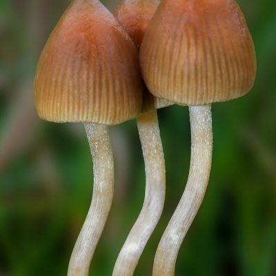 Magic Bullet Mushrooms