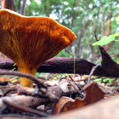 Margaret Woods Mushroom