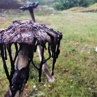 Melting Mushrooms