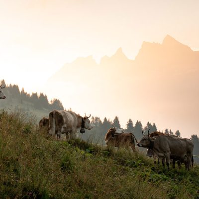 Mountains Raclette