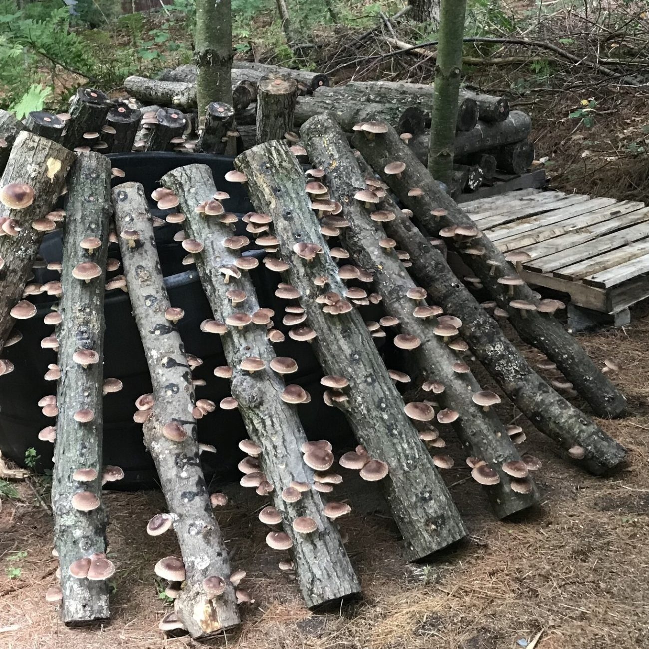 Mushroom Logs