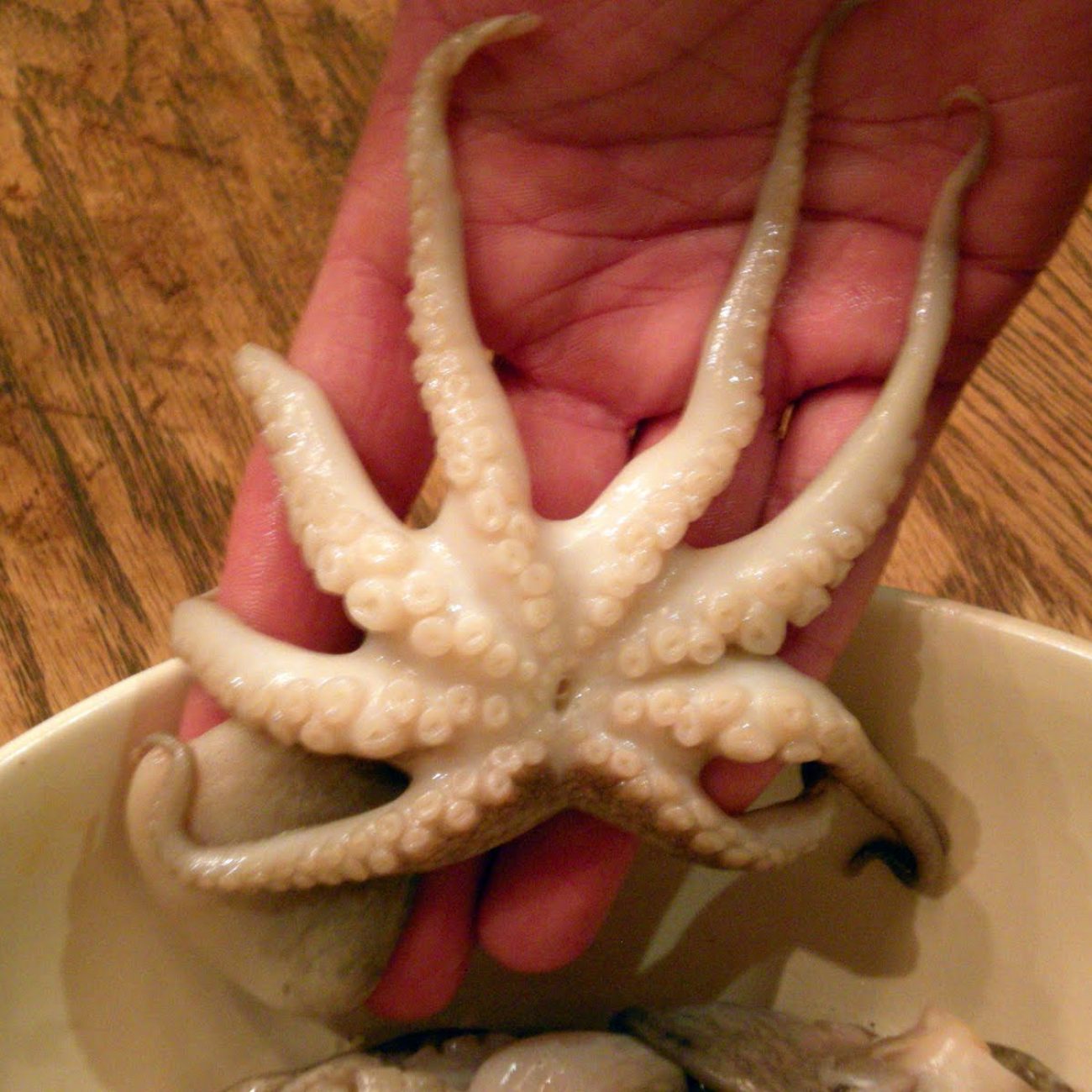 Octopus Tidbits