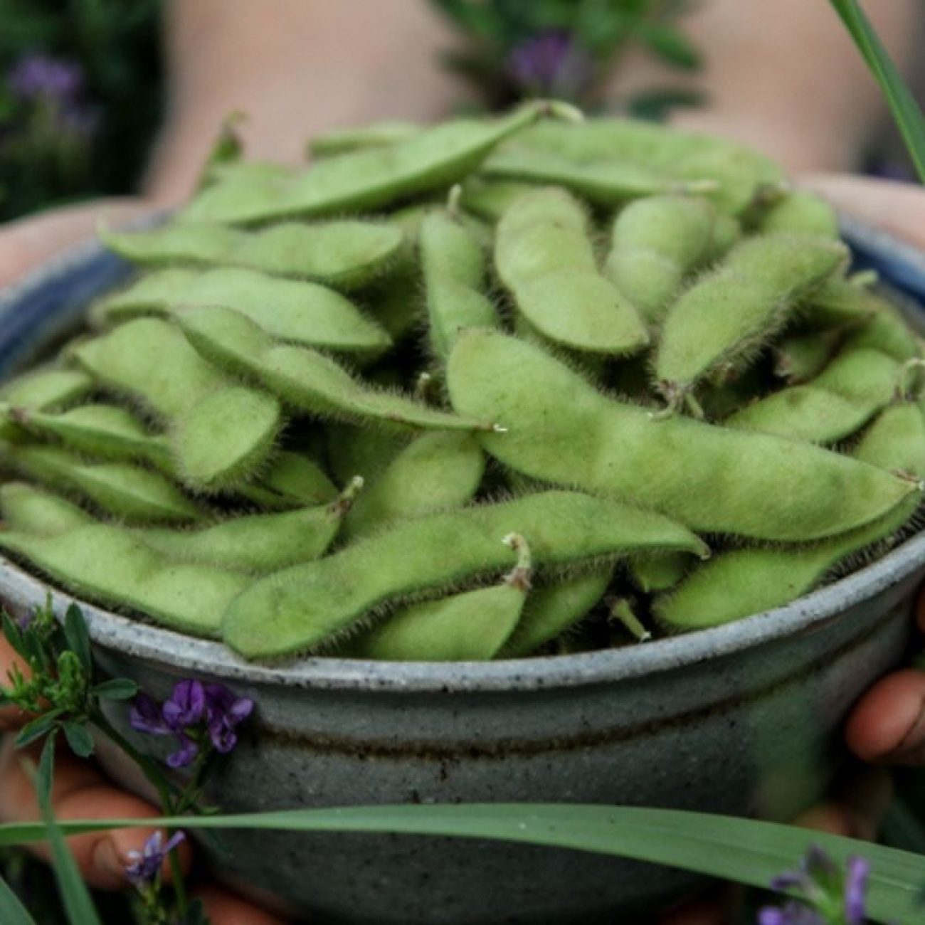 One of my favorite annual treats from my CSA is Edamame